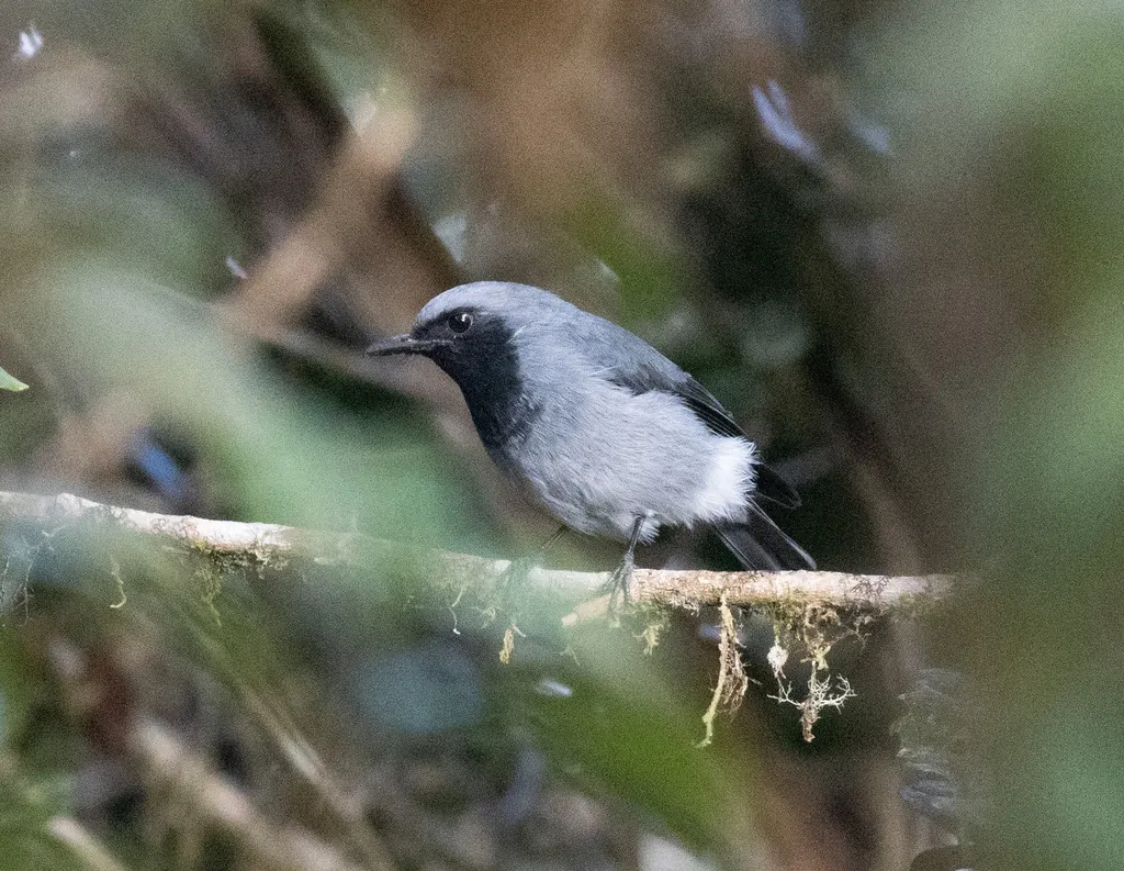 黑喉杂色鹟（Plesiodryas albonotata）