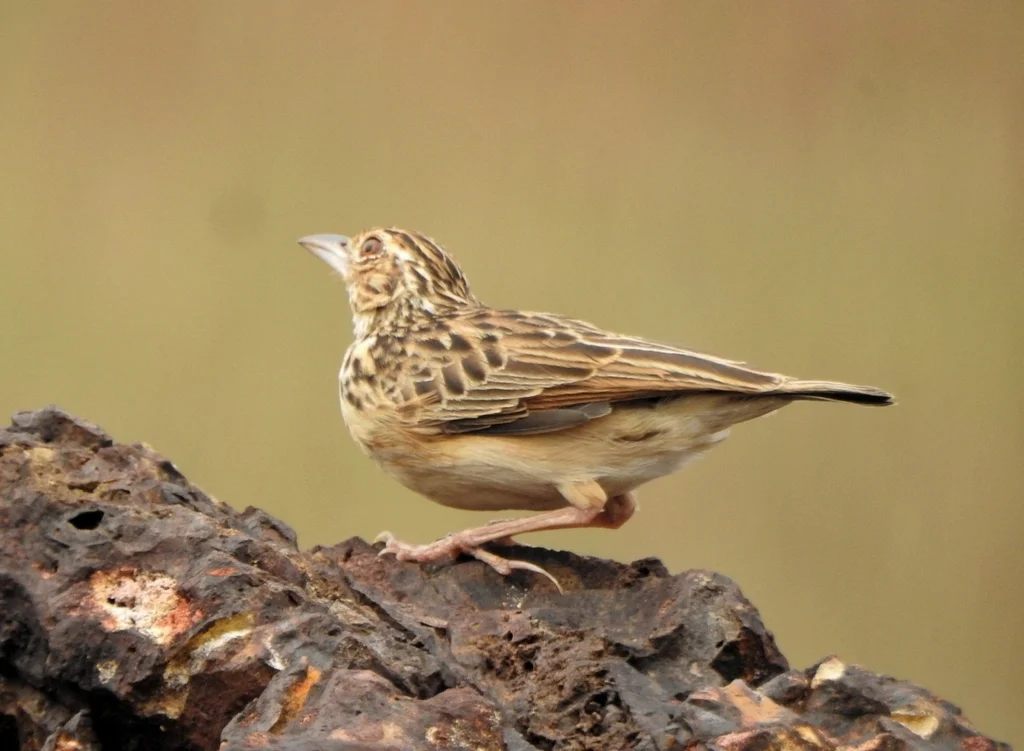斯里兰卡歌百灵(Plocealauda affinis)