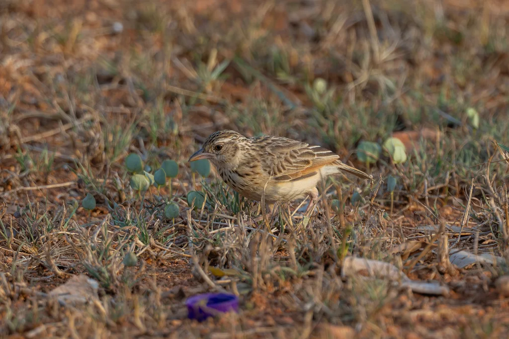 斯里兰卡歌百灵(Plocealauda affinis)