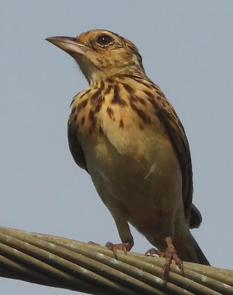 斯里兰卡歌百灵(Plocealauda affinis)