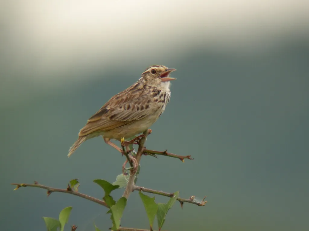 东洋歌百灵(Plocealauda erythrocephala)