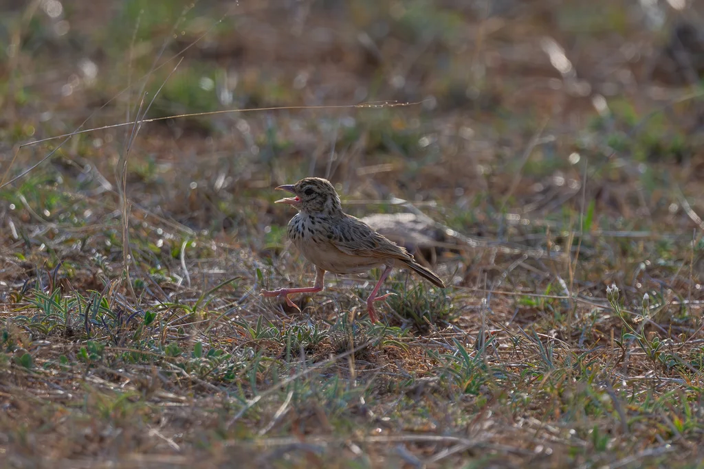 印度歌百灵(Plocealauda erythroptera)