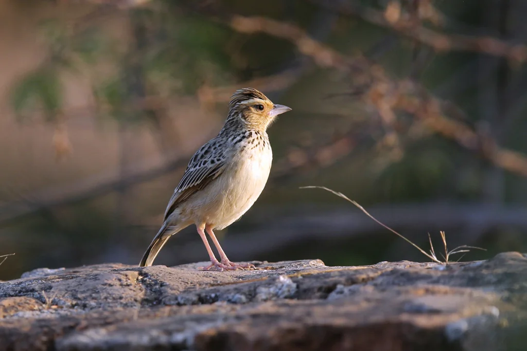 缅甸歌百灵(Plocealauda microptera)