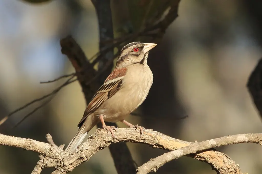 栗背织雀（Plocepasser rufoscapulatus）
