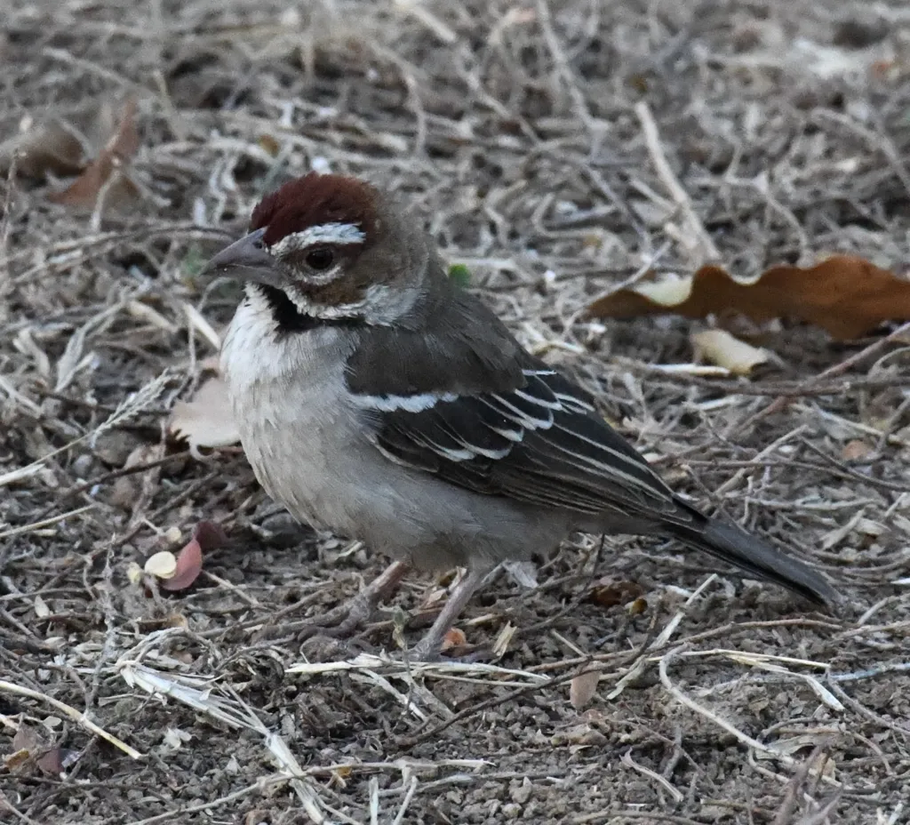 栗顶织雀(Plocepasser superciliosus)