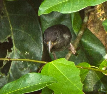 白枕黑织雀(Ploceus albinucha)