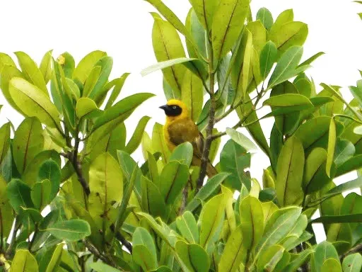 黑脸黄腹织雀(Ploceus bannermani)