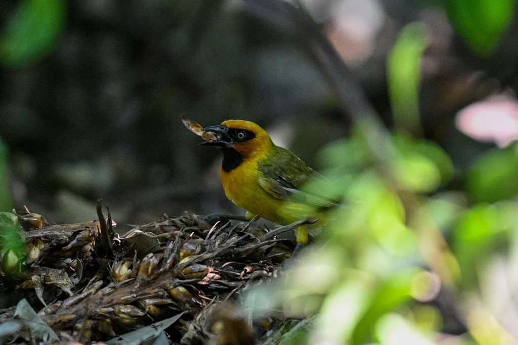 绿枕织雀(Ploceus brachypterus)