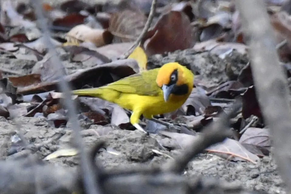 绿枕织雀(Ploceus brachypterus)