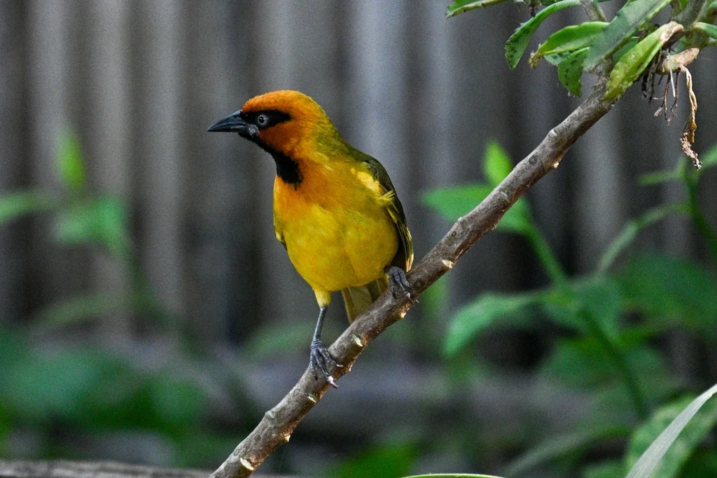 绿枕织雀(Ploceus brachypterus)