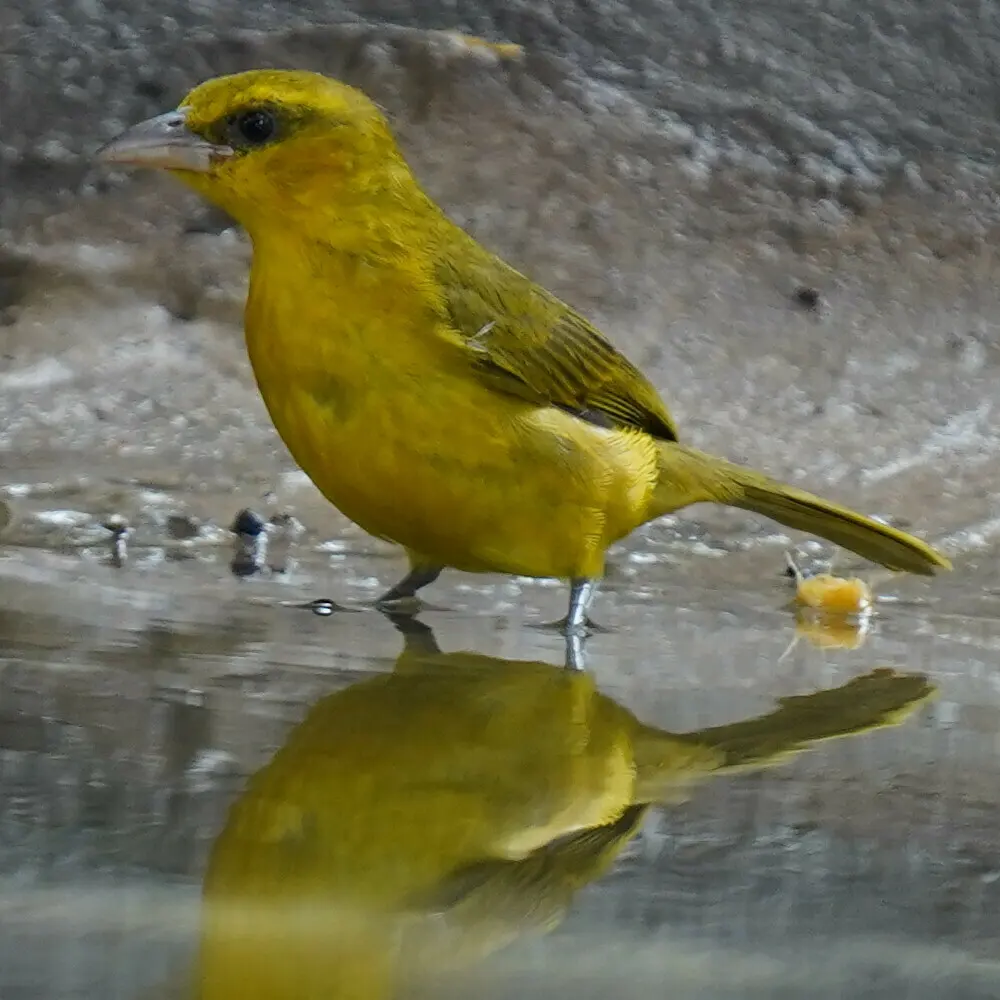 绿枕织雀(Ploceus brachypterus)