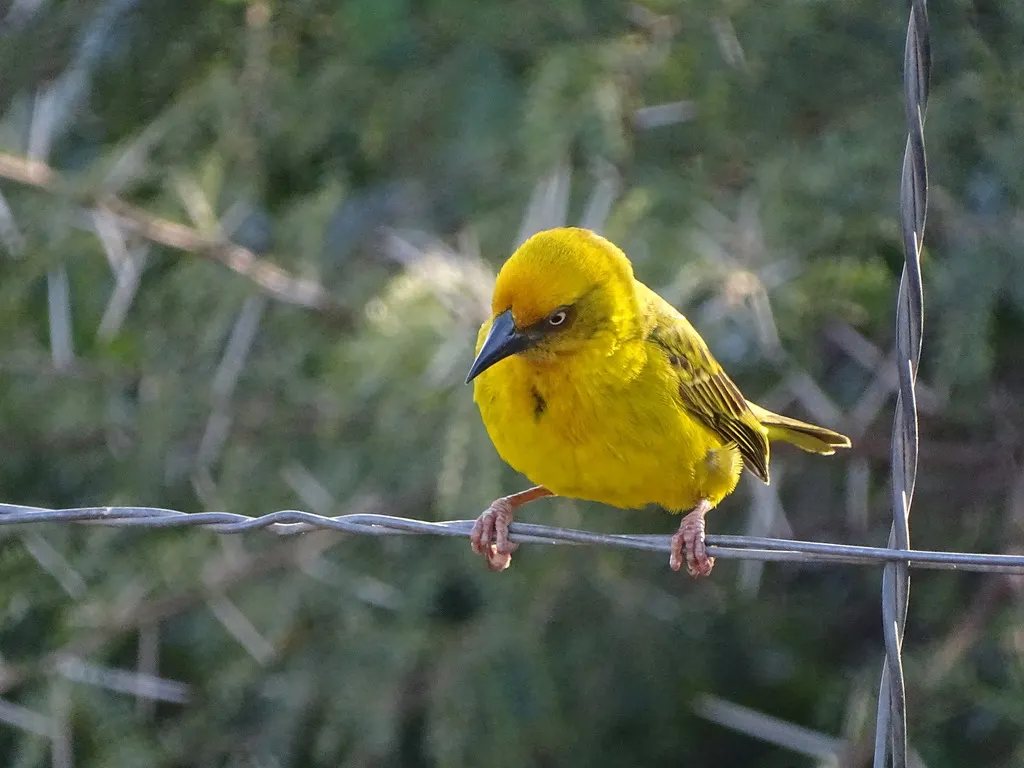 南非织雀(Ploceus capensis)
