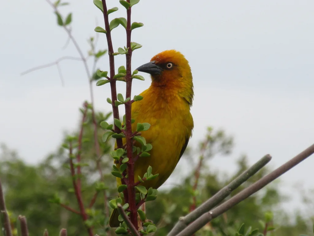 南非织雀(Ploceus capensis)
