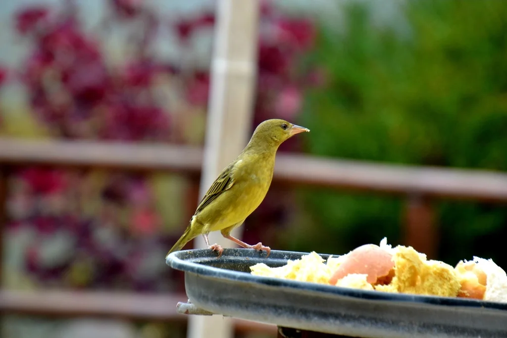 南非织雀(Ploceus capensis)