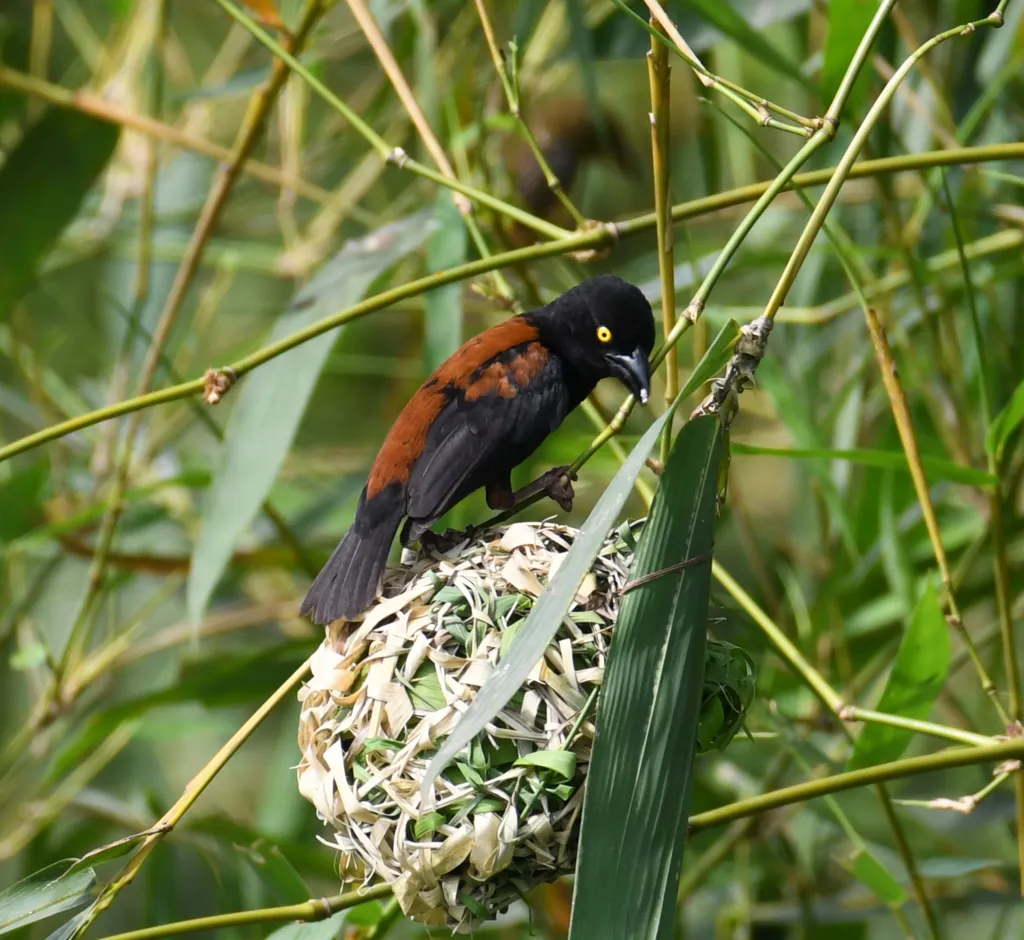 栗黑织雀(Ploceus castaneofuscus)