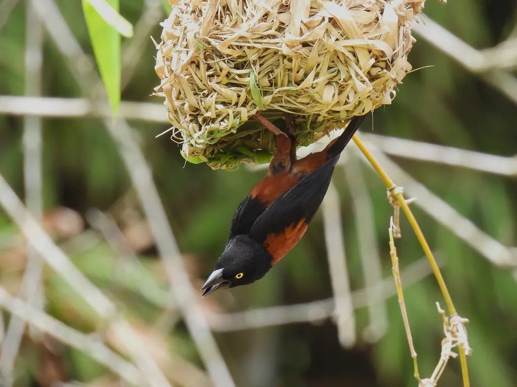 栗黑织雀(Ploceus castaneofuscus)