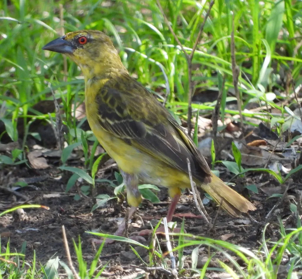 黑头织雀(Ploceus cucullatus)