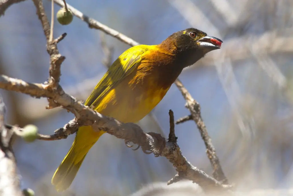 萨氏织雀(Ploceus dichrocephalus)