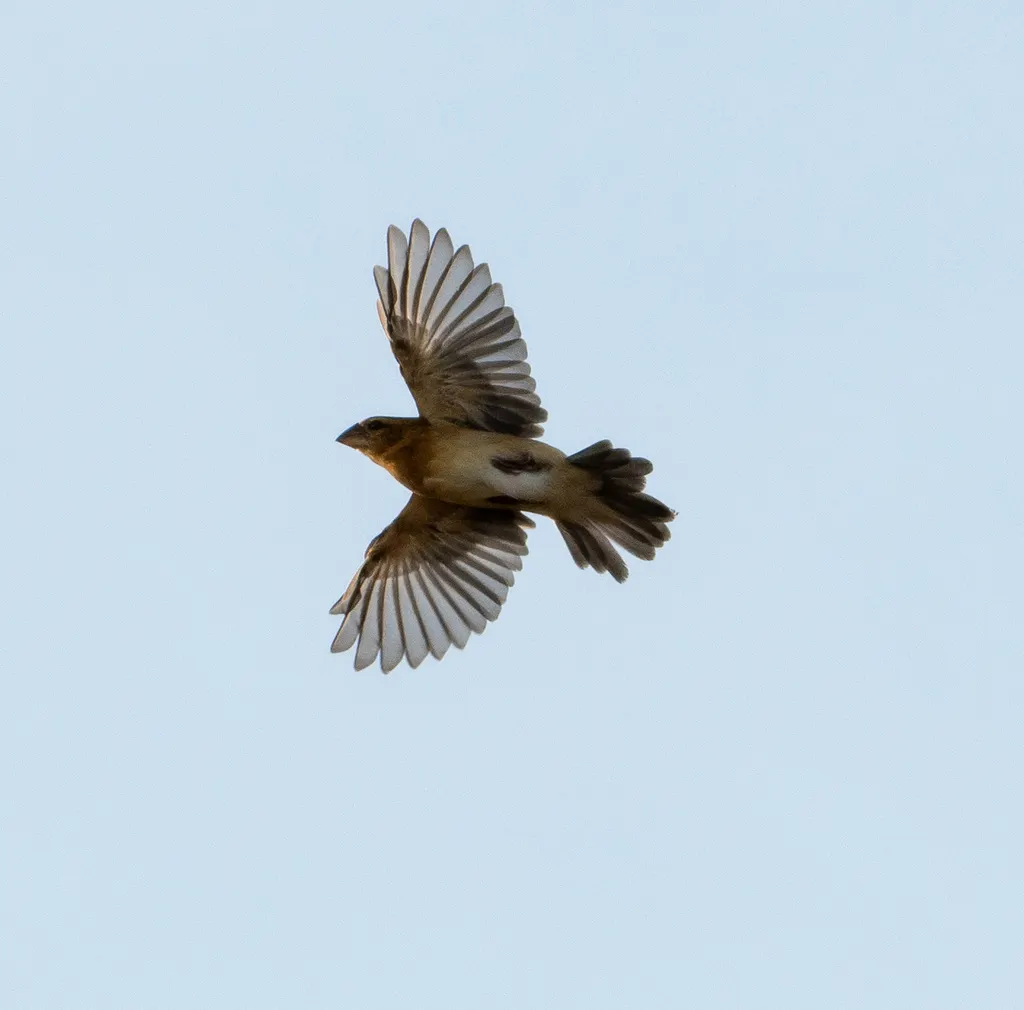 亚洲金织雀(Ploceus hypoxanthus)