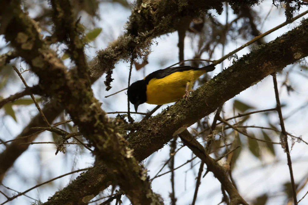 褐顶织雀(Ploceus insignis)