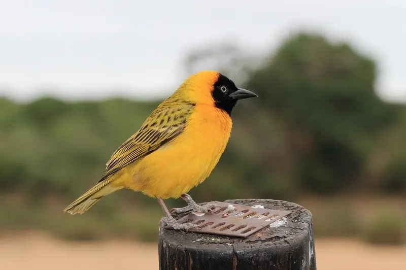 黑脸织雀(Ploceus intermedius)