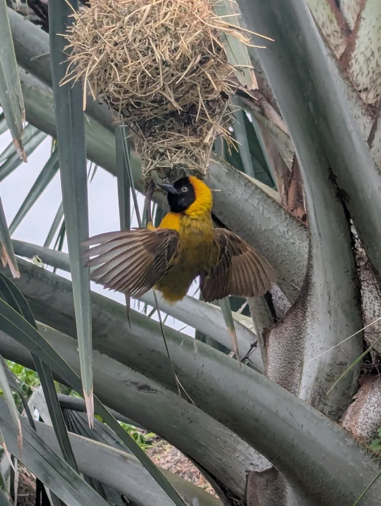 黑脸织雀(Ploceus intermedius)