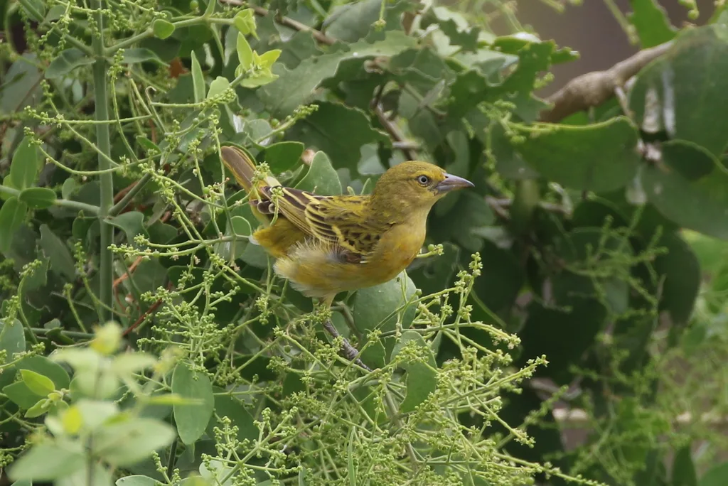 黑脸织雀(Ploceus intermedius)