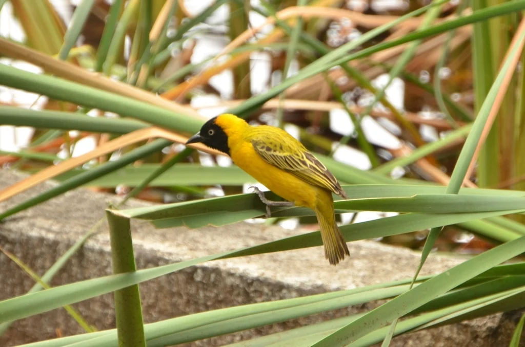 黑脸织雀(Ploceus intermedius)