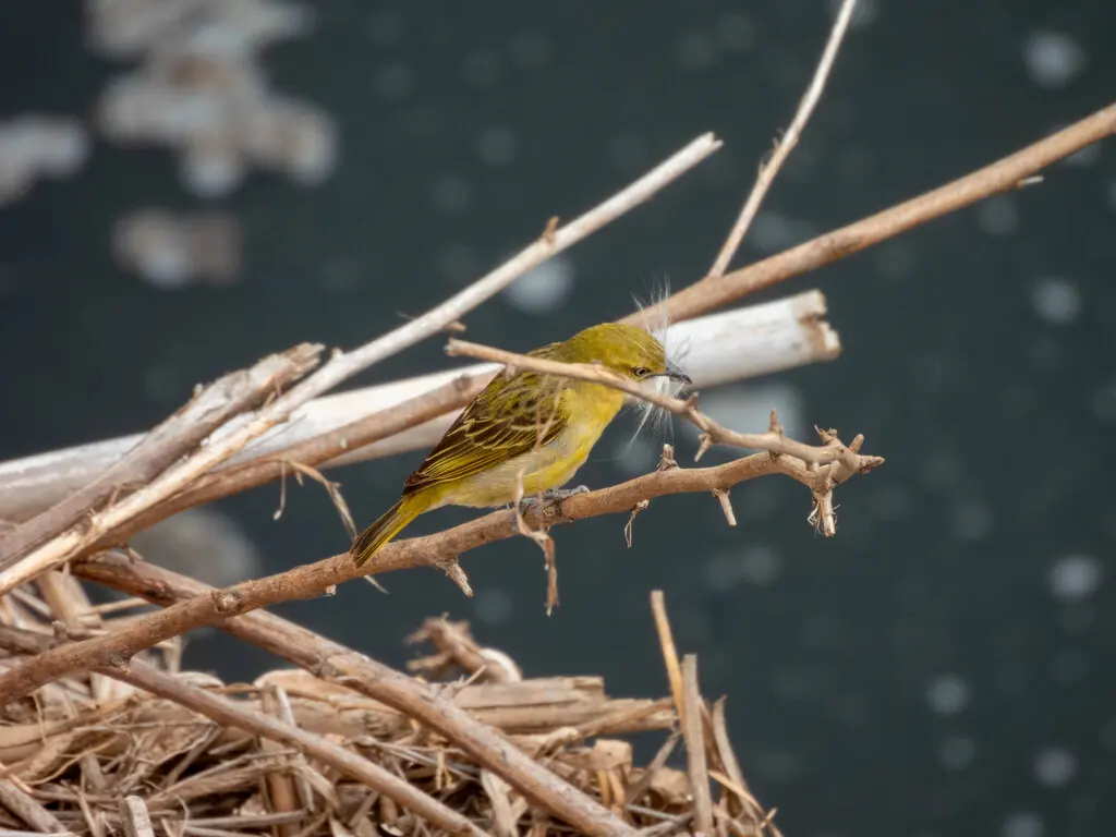 黑脸织雀(Ploceus intermedius)