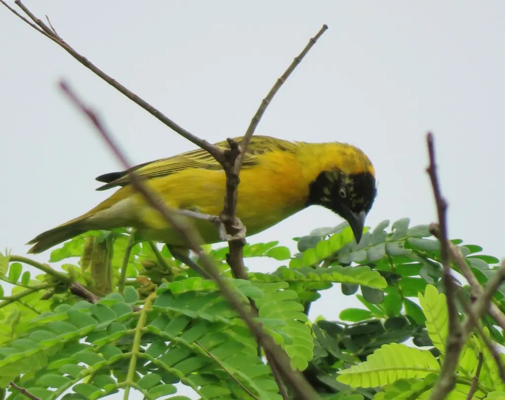 黑脸织雀(Ploceus intermedius)