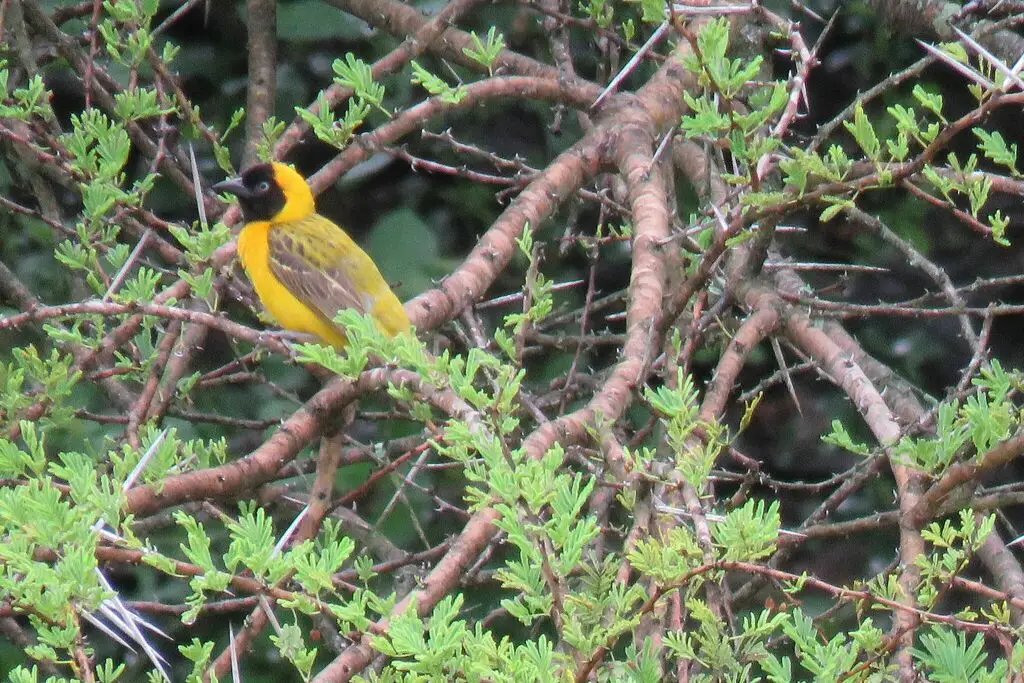 黑脸织雀(Ploceus intermedius)