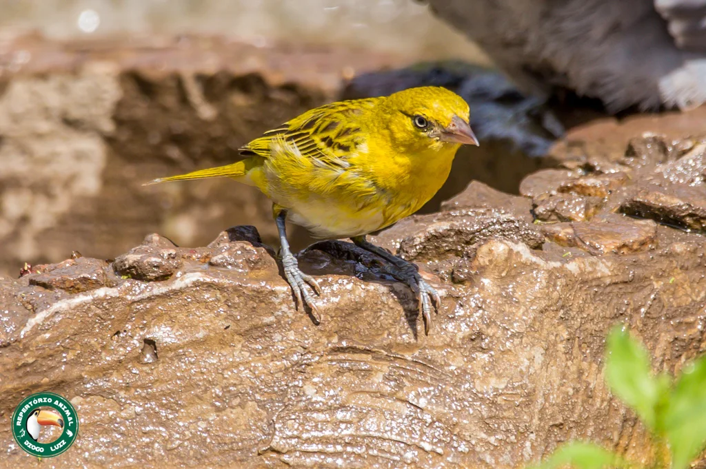 黑脸织雀(Ploceus intermedius)