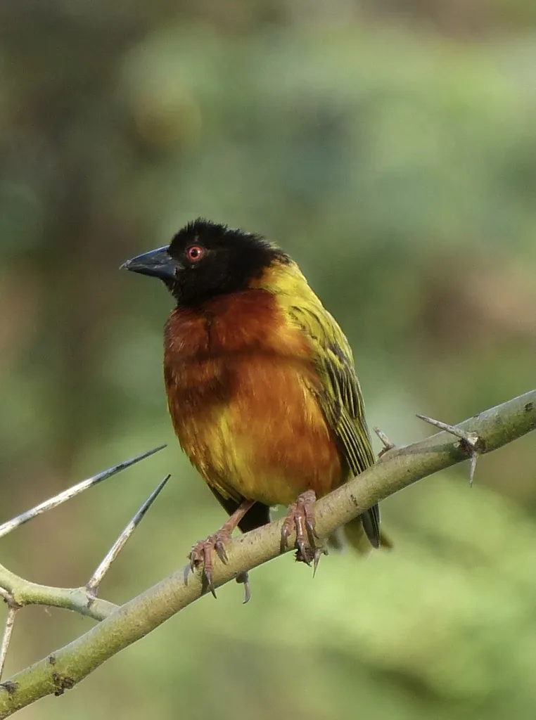 苏丹金背织雀(Ploceus jacksoni)