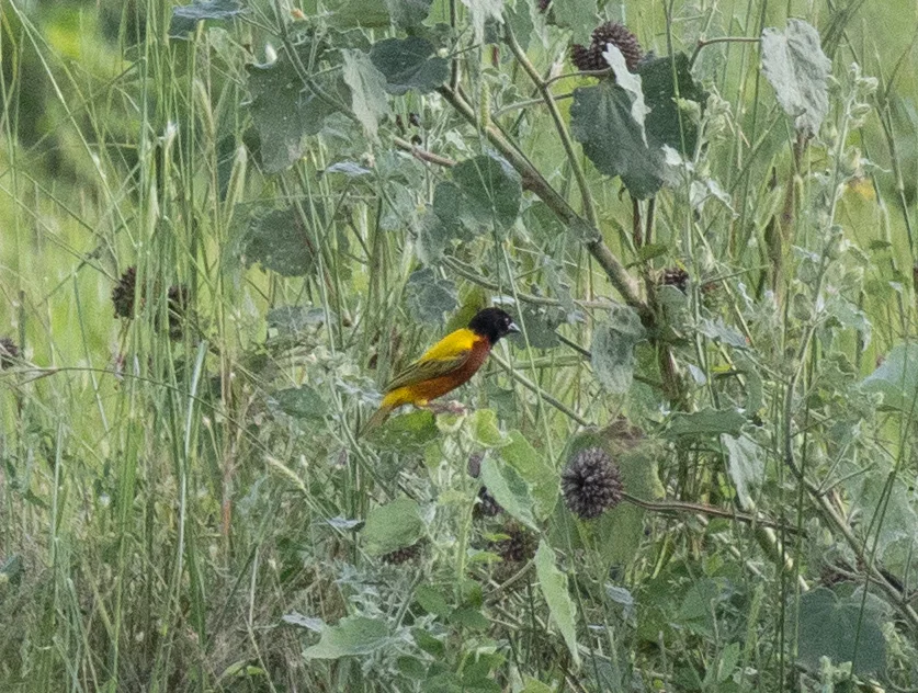 苏丹金背织雀(Ploceus jacksoni)