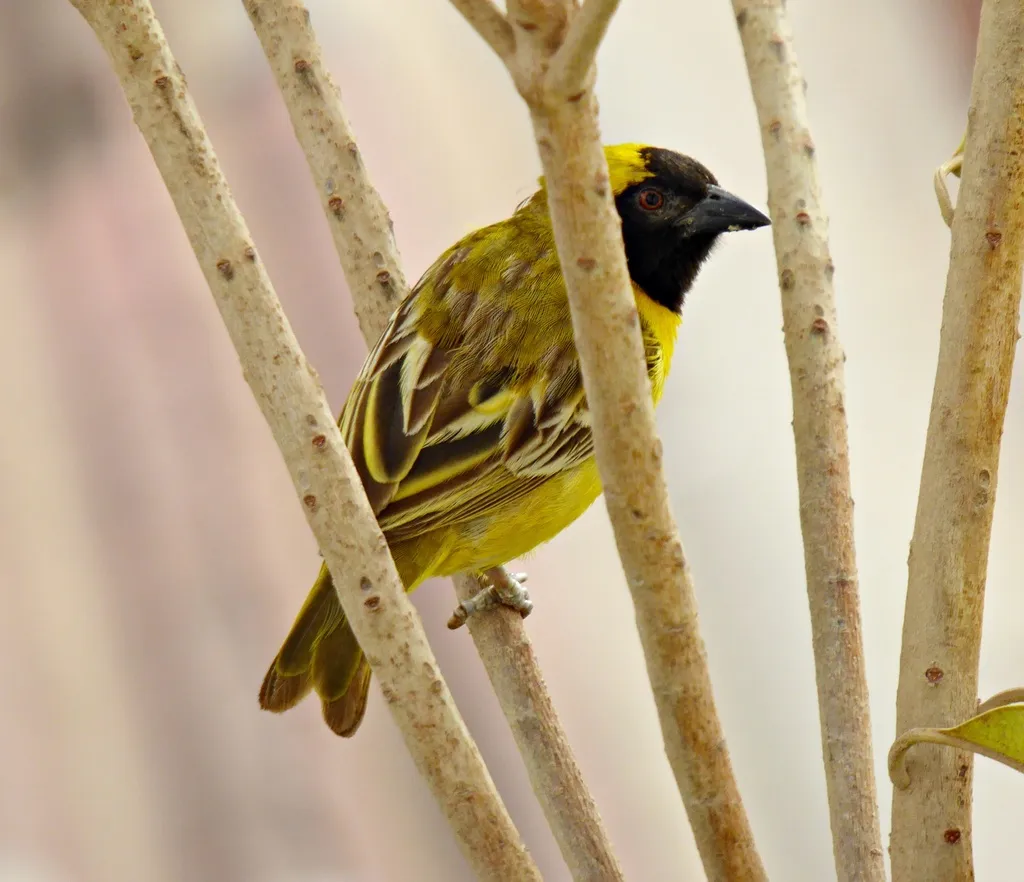 小织雀(Ploceus luteolus)