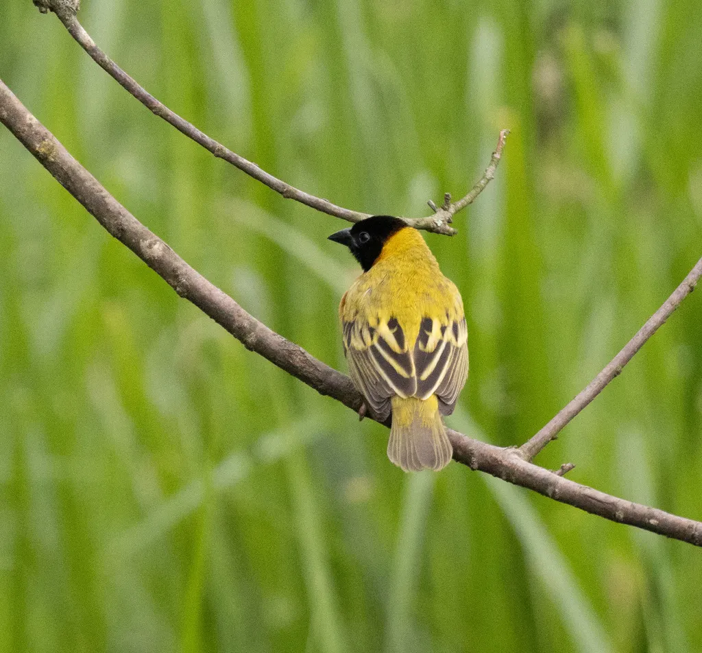 黑头黄背织雀(Ploceus melanocephalus)