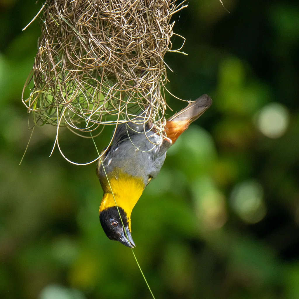 纳利织雀(Ploceus nelicourvi)
