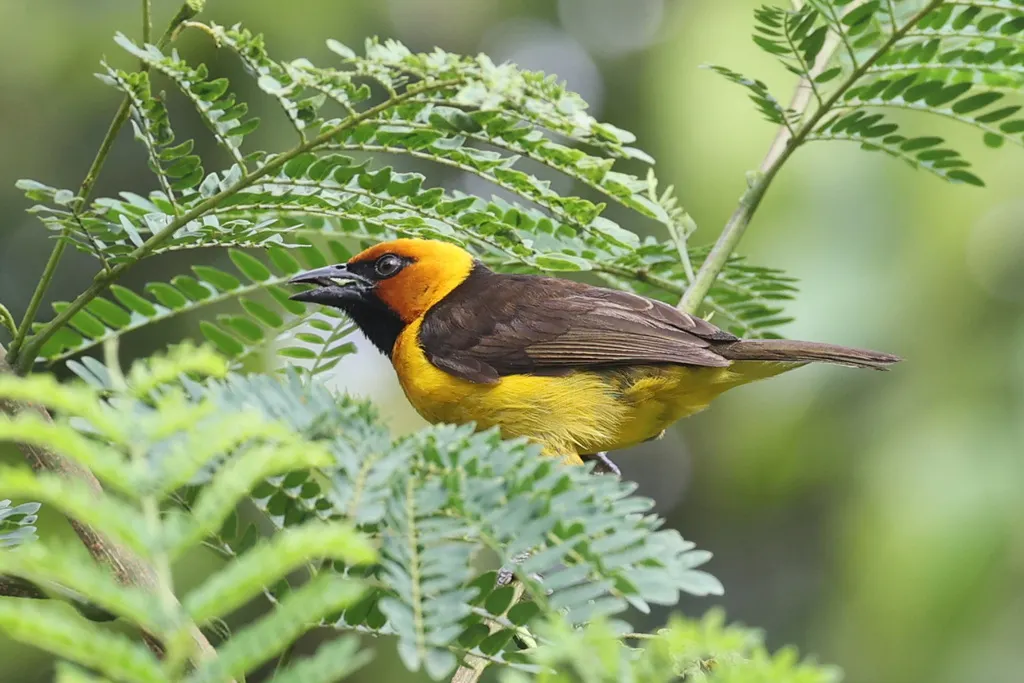 黑颈织雀(Ploceus nigricollis)