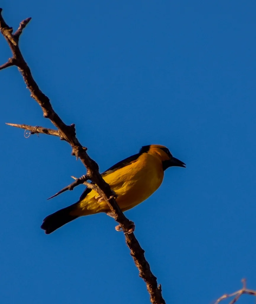 黑颈织雀(Ploceus nigricollis)
