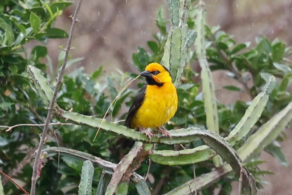 黑颈织雀(Ploceus nigricollis)