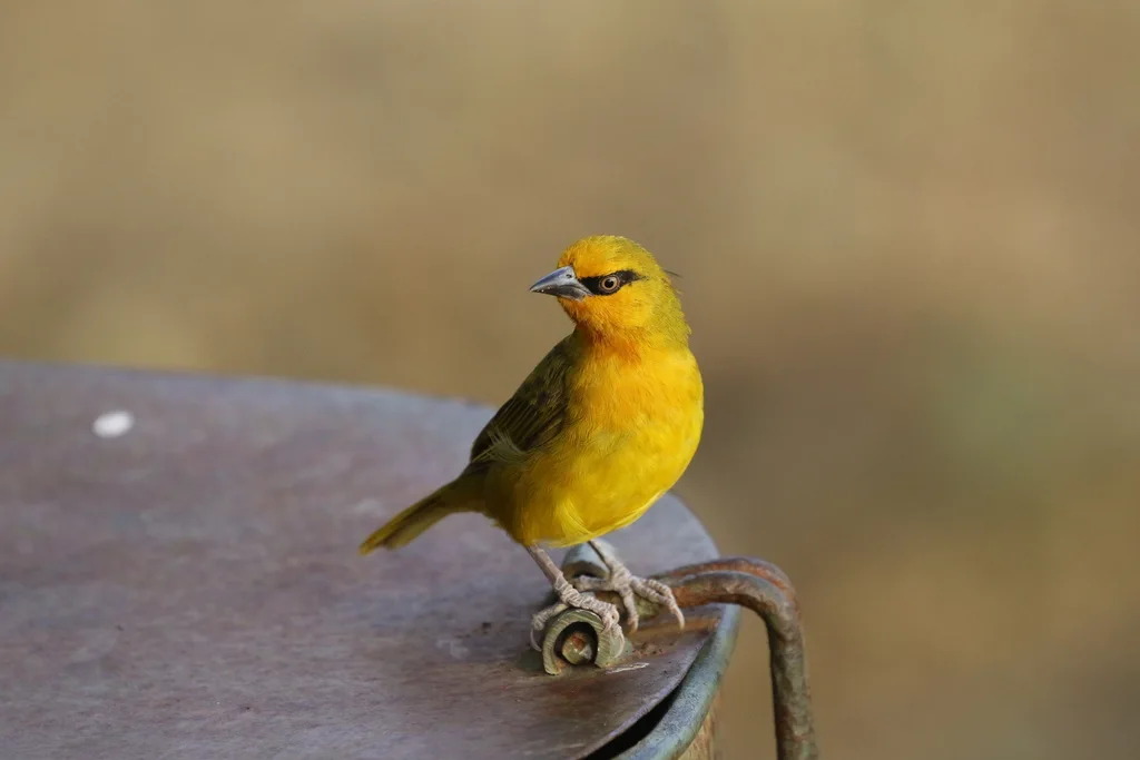 眼斑织雀(Ploceus ocularis)