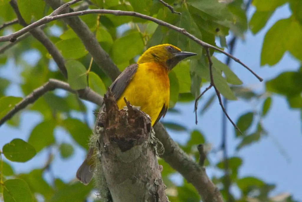 绿头金织雀(Ploceus olivaceiceps)