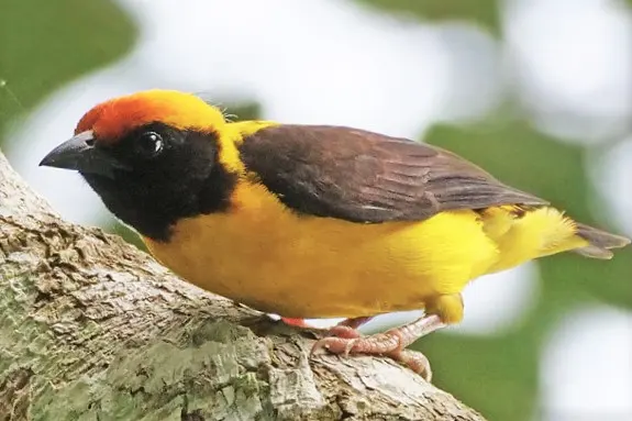 金背织雀(Ploceus preussi)