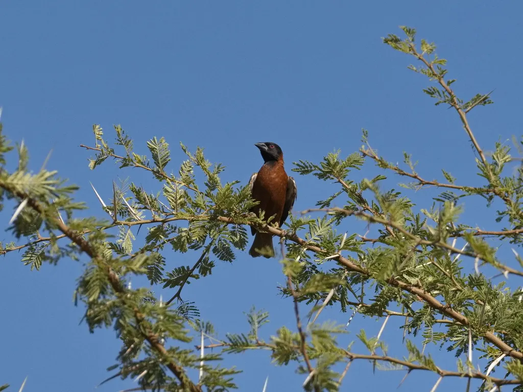 栗织雀(Ploceus rubiginosus)
