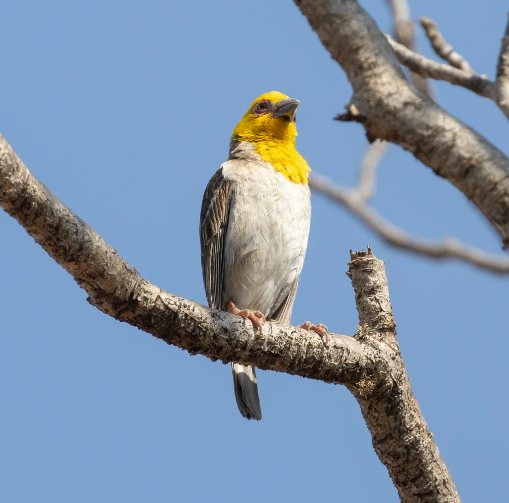 萨卡织雀(Ploceus sakalava)
