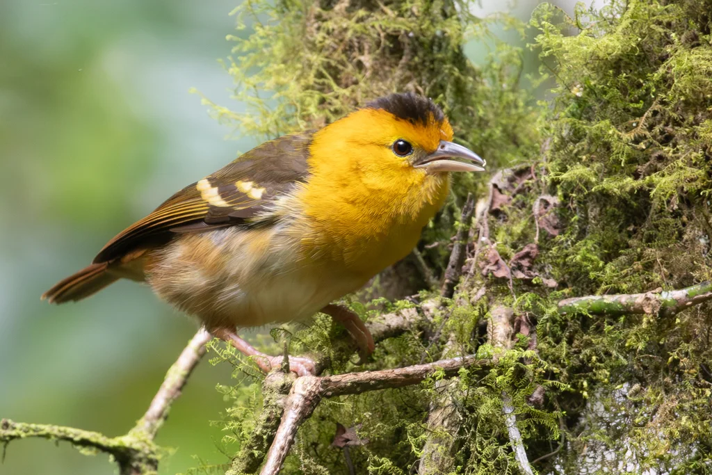 圣多美织雀(Ploceus sanctithomae)
