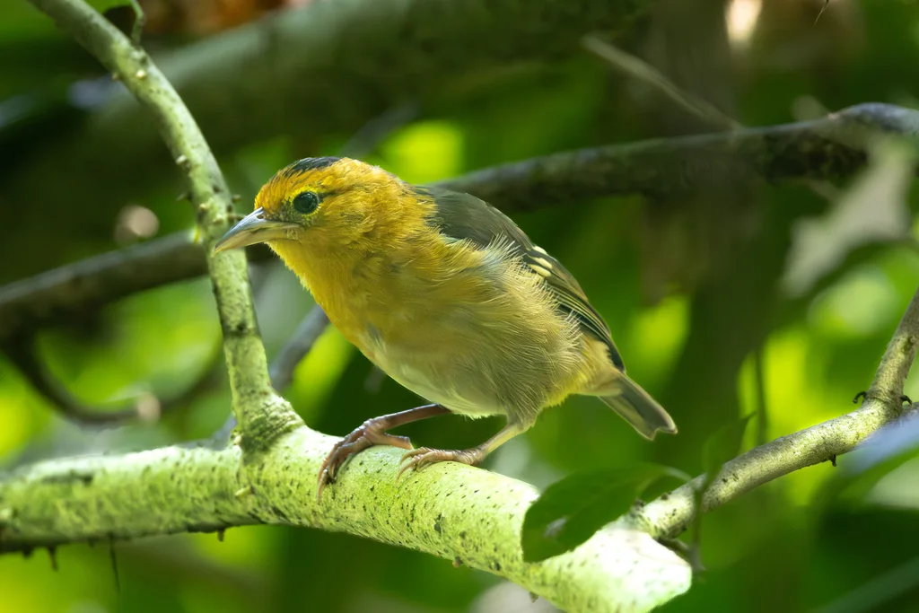 圣多美织雀(Ploceus sanctithomae)