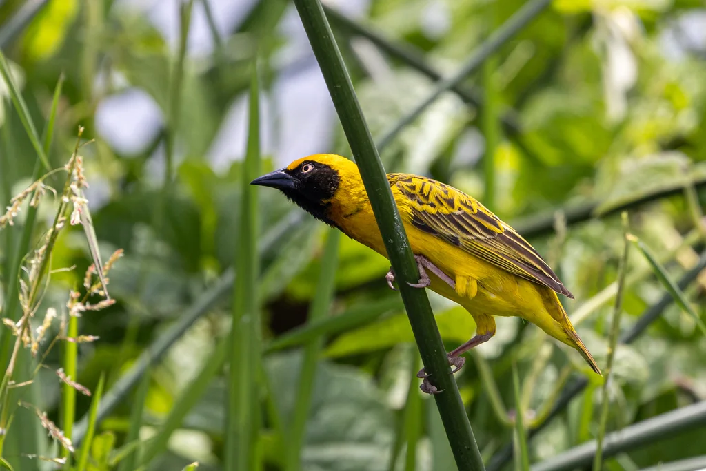 斯氏织雀(Ploceus spekei)