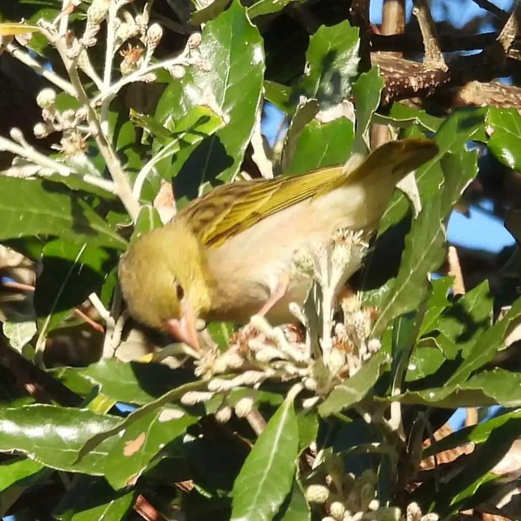 东非织巢鸟(Ploceus subaureus)