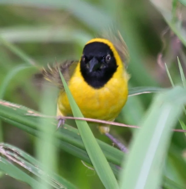 西非金织雀（Ploceus subpersonatus）